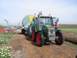 Watering the Tulips